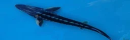 Pond Fish fish for sale: Diamond sturgeon 5-6  in Reigate - Advert 1