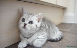 British Shorthair cats for sale: STUNNING British Shorthair Kittens Silver Tabbies - Image 13