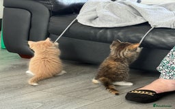 Mixed Breed cats for sale: Gorgeous 8 week old kittens - Image 4