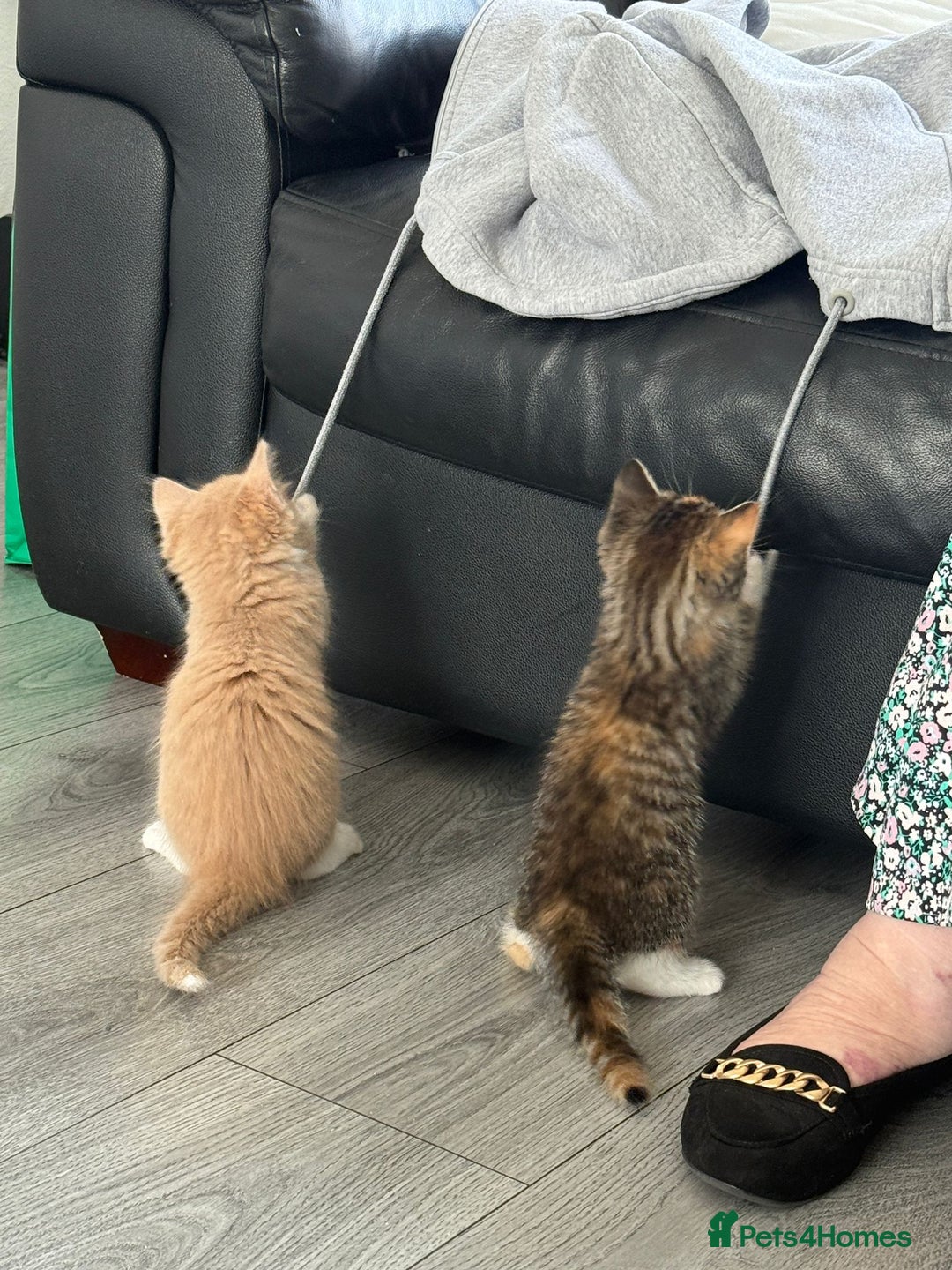 Mixed Breed cats for sale: Gorgeous 8 week old kittens - Image 4
