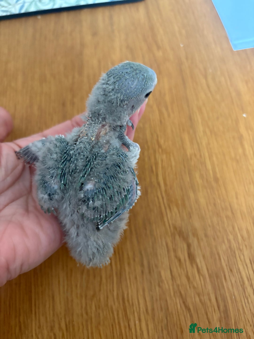 Lovebirds birds for sale: Lovebird babies - adorable - Image 4