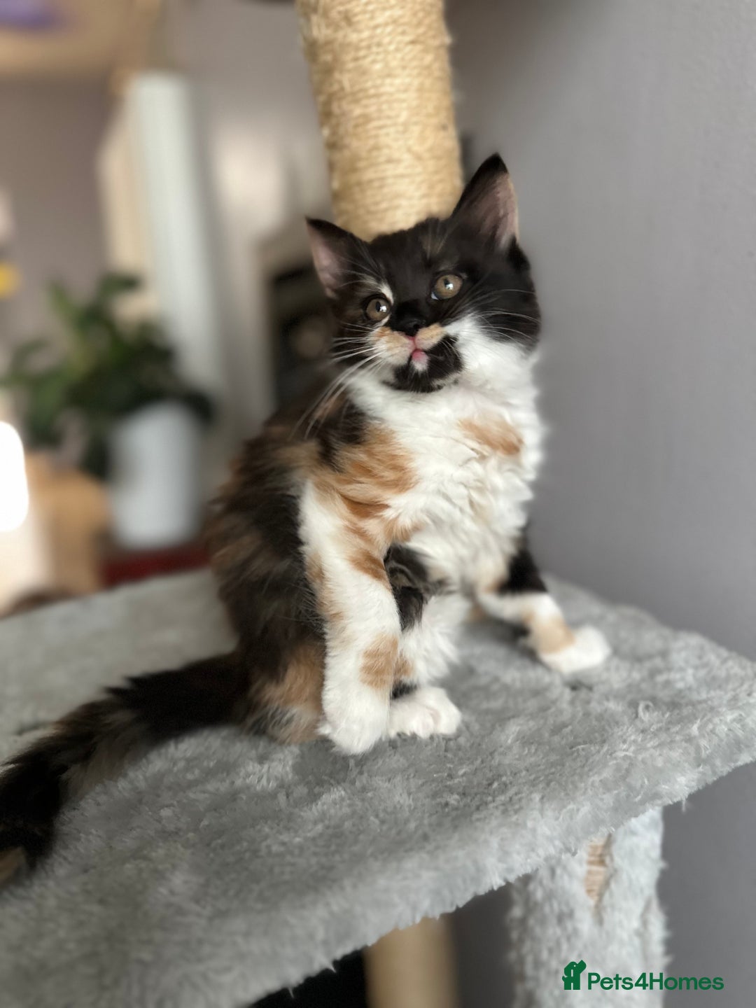 Turkish Angora cats for sale: Beautiful Turkish Angora Kittens - Image 15