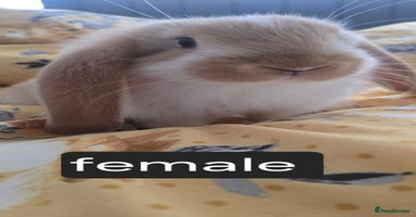 French Lop rabbits - Advert 5