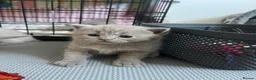 British Shorthair cats for sale: Beautiful litter of British short hair kittens - Advert 12