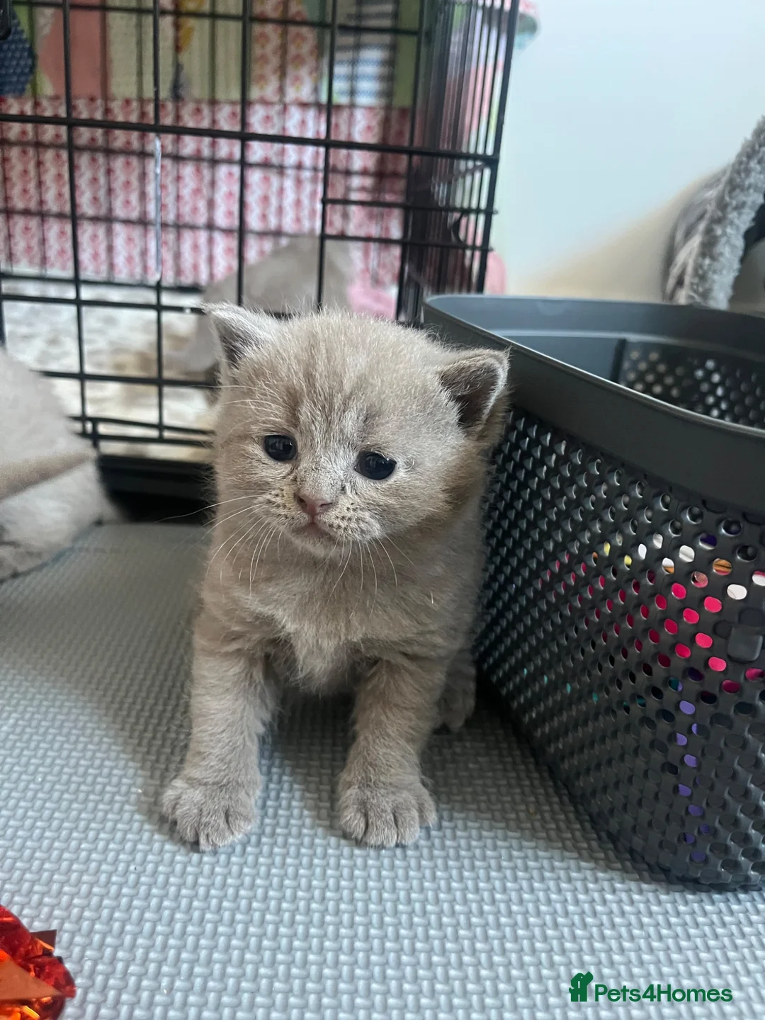 British Shorthair cats for sale: Beautiful litter of British short hair kittens - Advert 12