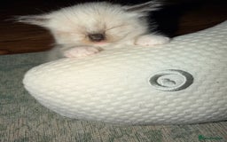 Ragdoll cats for sale: Title: Pure and  Fluffy Pedigree Ragdoll Kittens - Image 2
