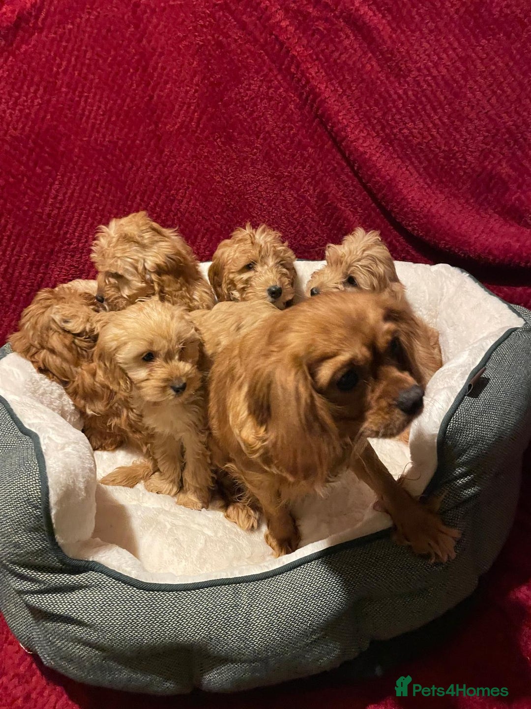 Cavapoo dogs for sale: Cavapoo puppies  - Advert 10