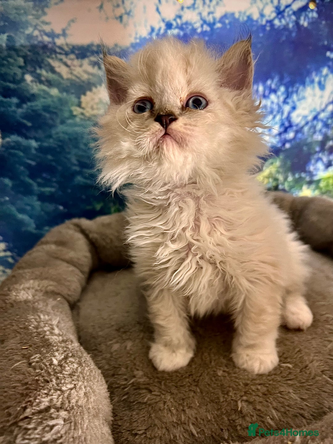 Selkirk Rex cats for sale: Gorgeous Selkirk Rex kittens - Image 3