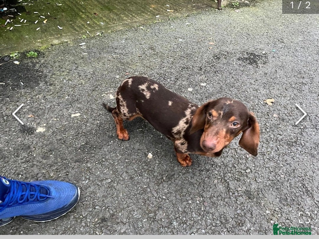 Mixed Breed dogs for sale: Jack russell x dachshund  - Advert 10