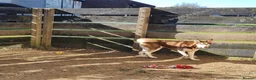 Siberian Husky dogs for sale: Red husky female  - Advert 4