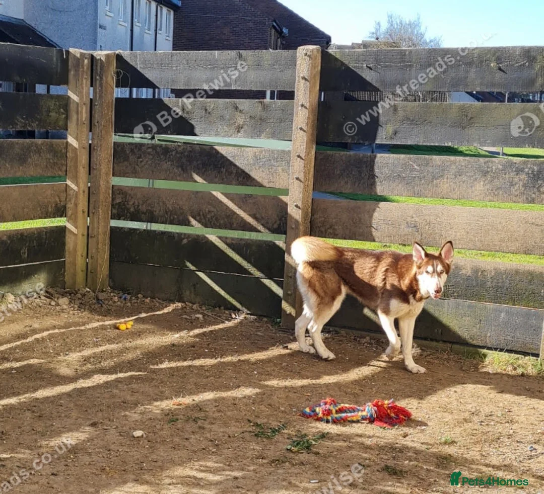 Siberian Husky dogs for sale: Red husky female  - Advert 4