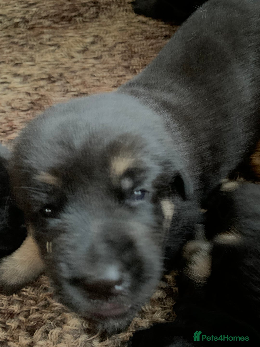 Mixed Breed dogs for sale: Labrador x German Shepard puppies - Image 4