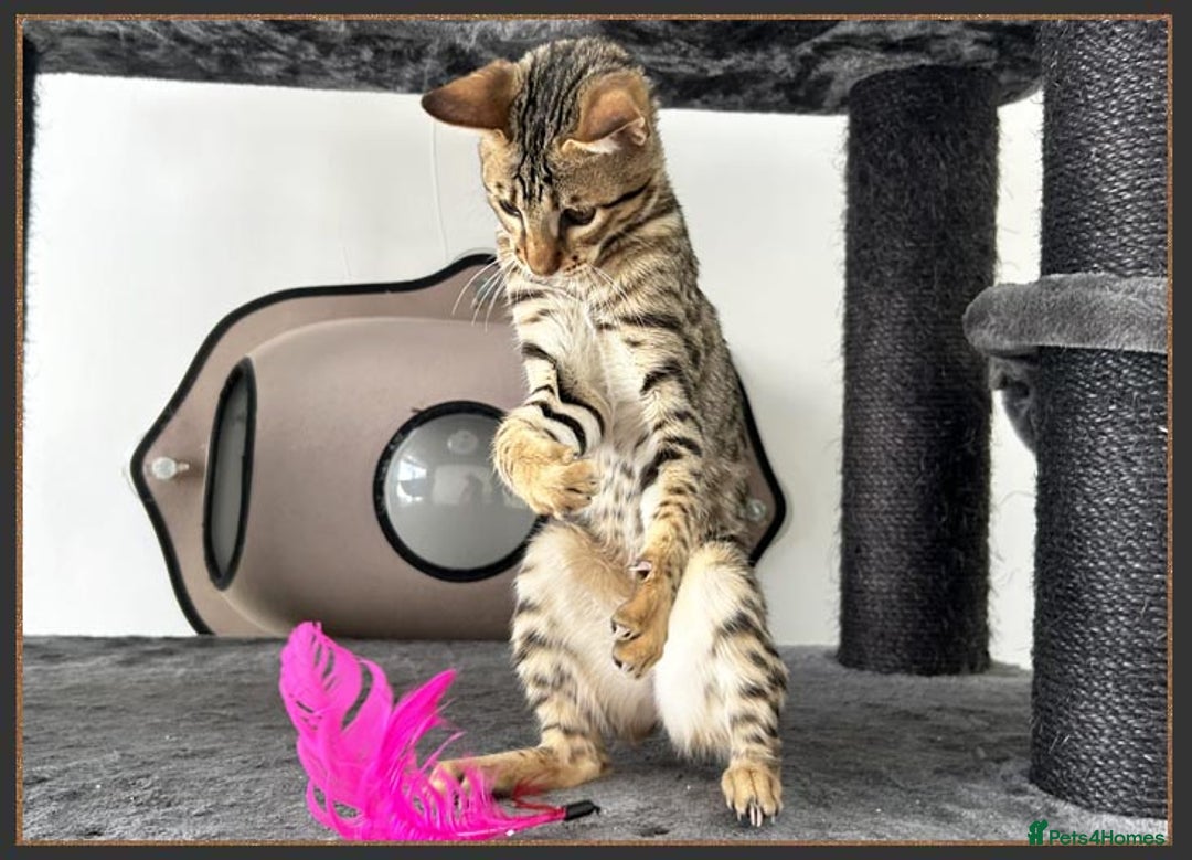 Savannah cats for sale: Dramatically reduced and ready F5 SBT Savannahs in Bingley - Image 27