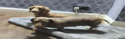 Miniature Dachshund dogs for sale: Looking for a loving home - Advert 11
