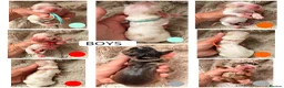Cocker Spaniel dogs for sale: LICENSED BREEDER KC HEALTH TESTED SHOW COCKERS - Advert 3