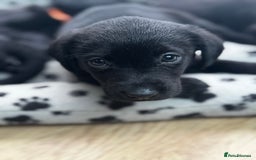 Labrador Retriever dogs for sale: ONLY 2 FEMALES LEFT ready to go  - Image 1