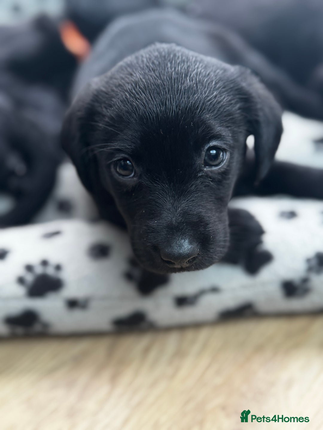 Labrador Retriever dogs for sale: ONLY 2 FEMALES LEFT ready to go  - Image 1
