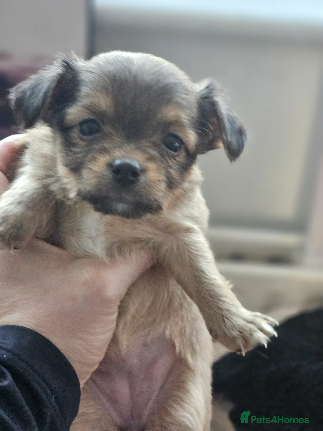 Chihuahua dogs for sale: Applehead chihuahua  in Carshalton - Advert 3