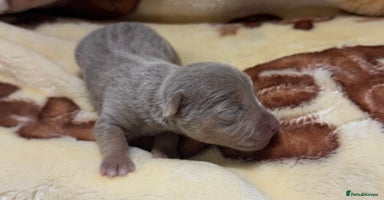 Jack Russell dogs Much Wenlock stunning miniature puppy  - Advert 14