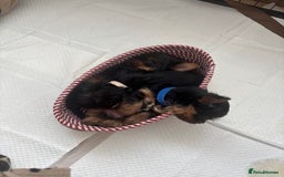Yorkshire Terrier dogs for sale: ❤️Last girl available Miniature yorkshire terrier - Image 4