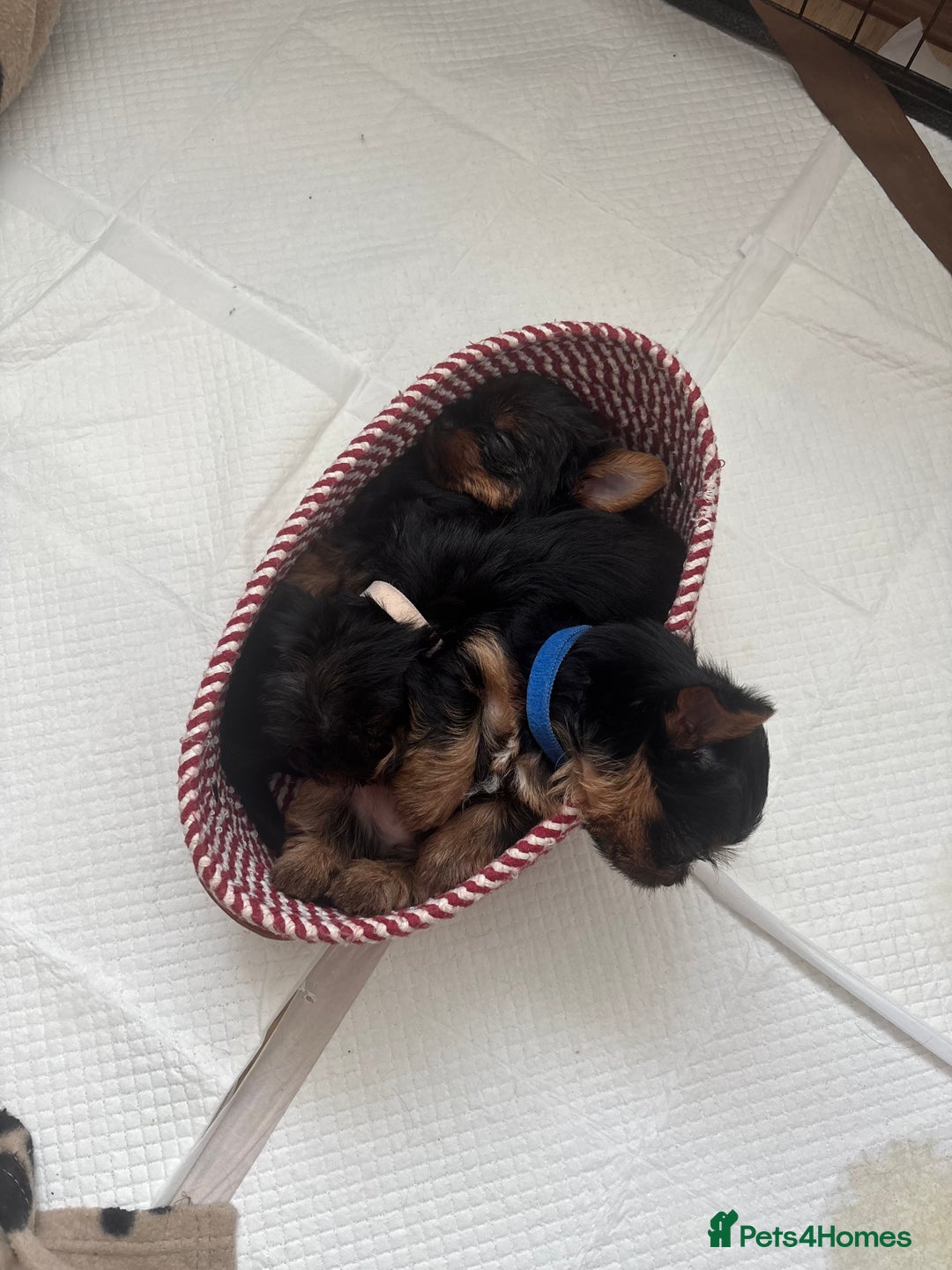 Yorkshire Terrier dogs for sale: ❤️Last girl available Miniature yorkshire terrier - Image 4