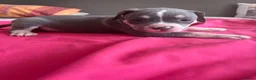 American Bully dogs for sale: Stunning American bully puppies for sale  - Advert 31