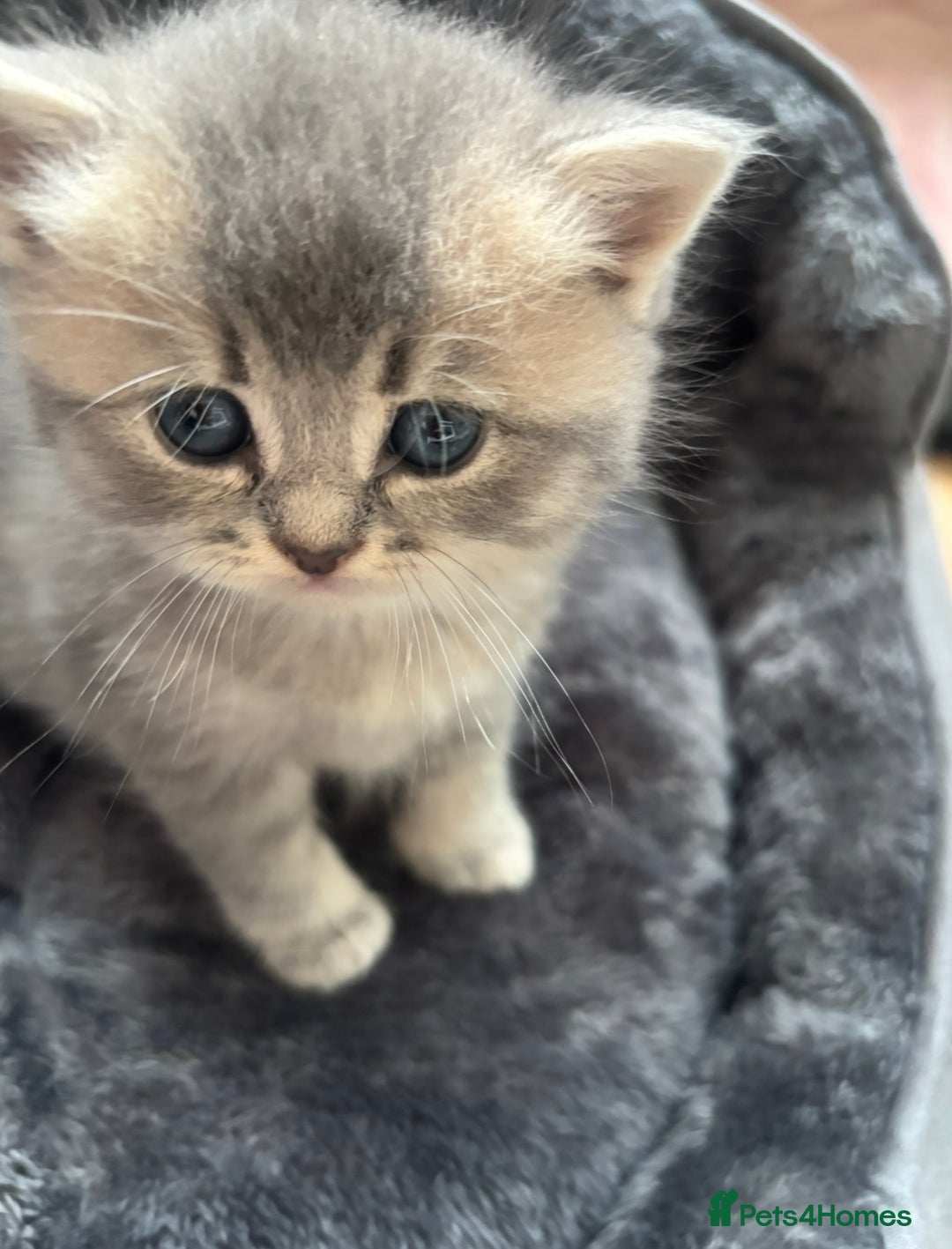 British Shorthair cats for sale: 4 adorable kittens looking for a new home  - Advert 15