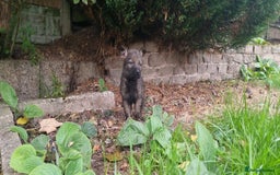 German Shepherd dogs for sale: German Shepherd Puppies - Image 12