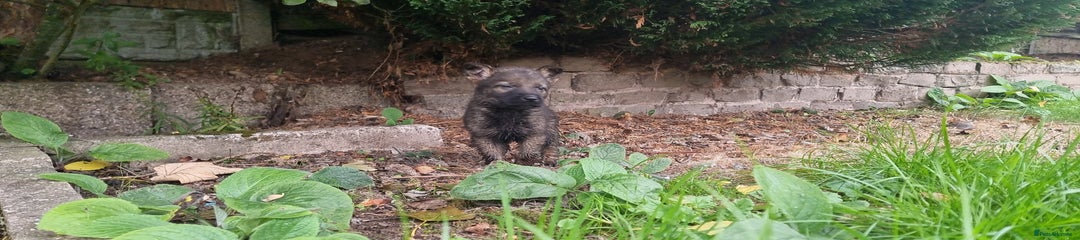 German Shepherd Puppy 4
