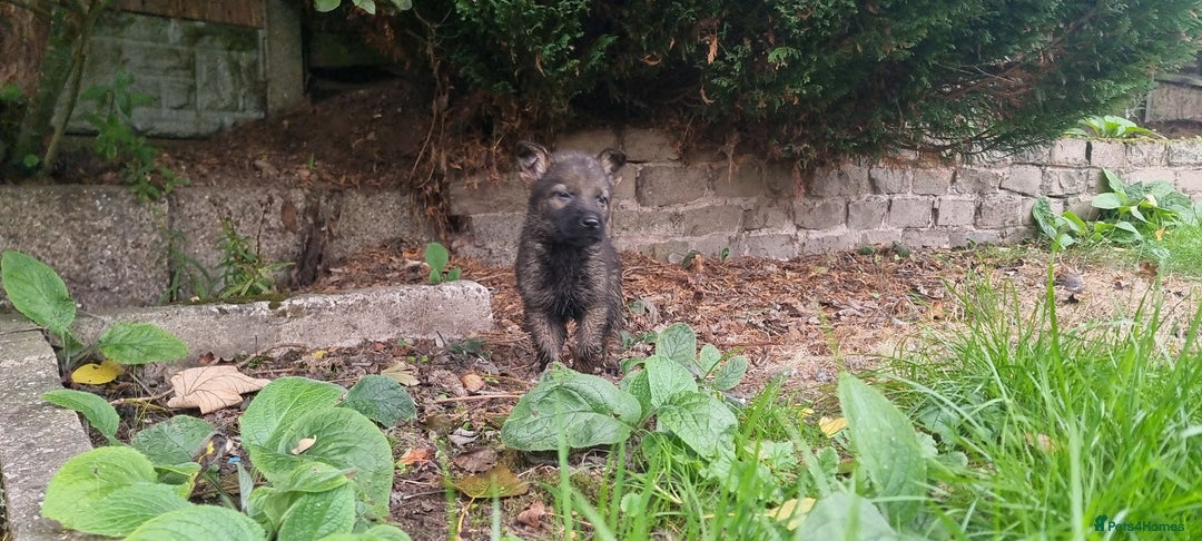 German Shepherd dogs for sale: German Shepherd Puppies - Image 12