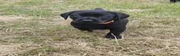 Labrador Retriever dogs for sale: KC Registered black Labrador puppies - Advert 5