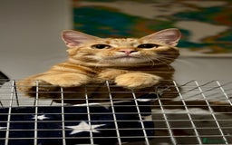 British Shorthair cats for sale: Neutered 6 month ginger kitten - Image 1