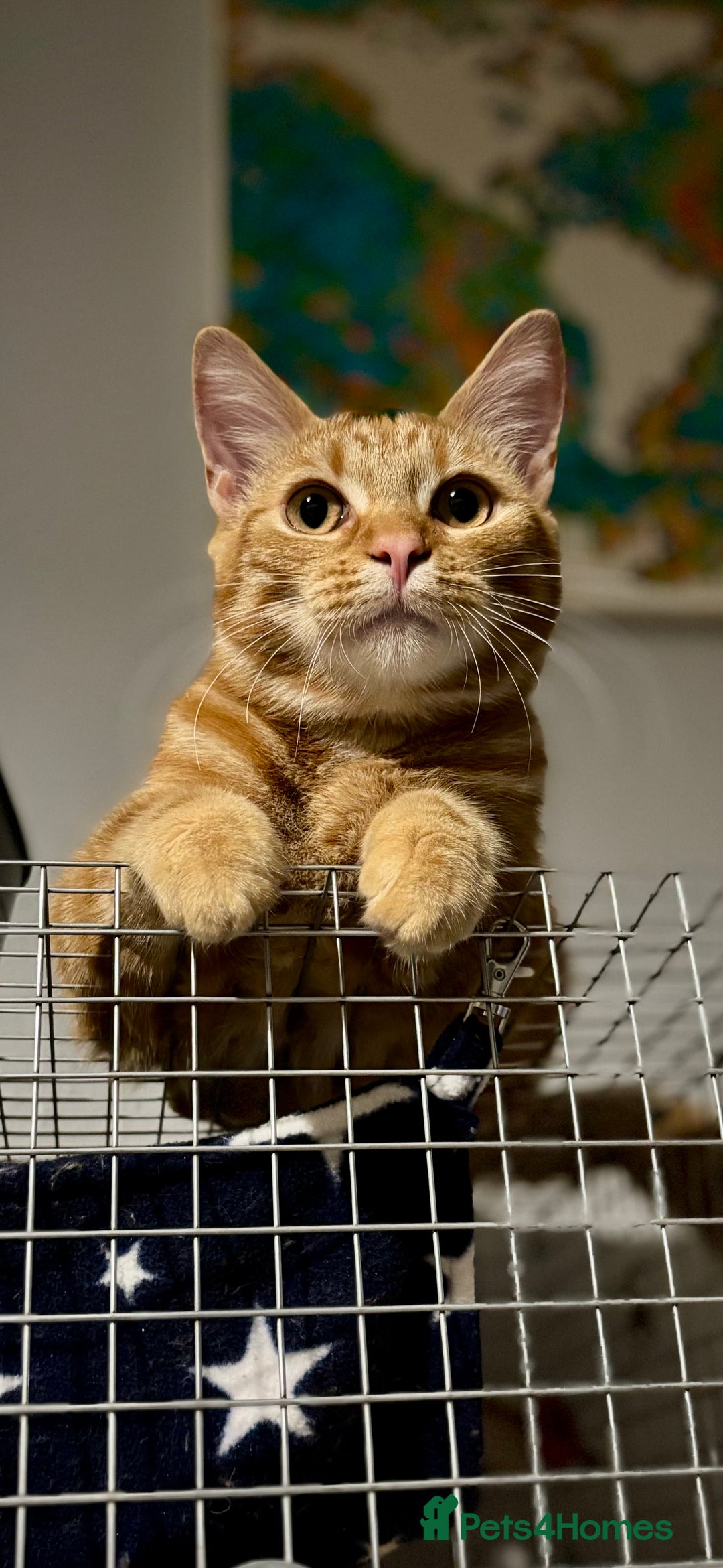 British Shorthair cats for sale: Neutered 6 month ginger kitten - Image 1