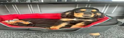 Cocker Spaniel dogs for sale: Show cocker spaniels fully vaccinated  - Advert 2