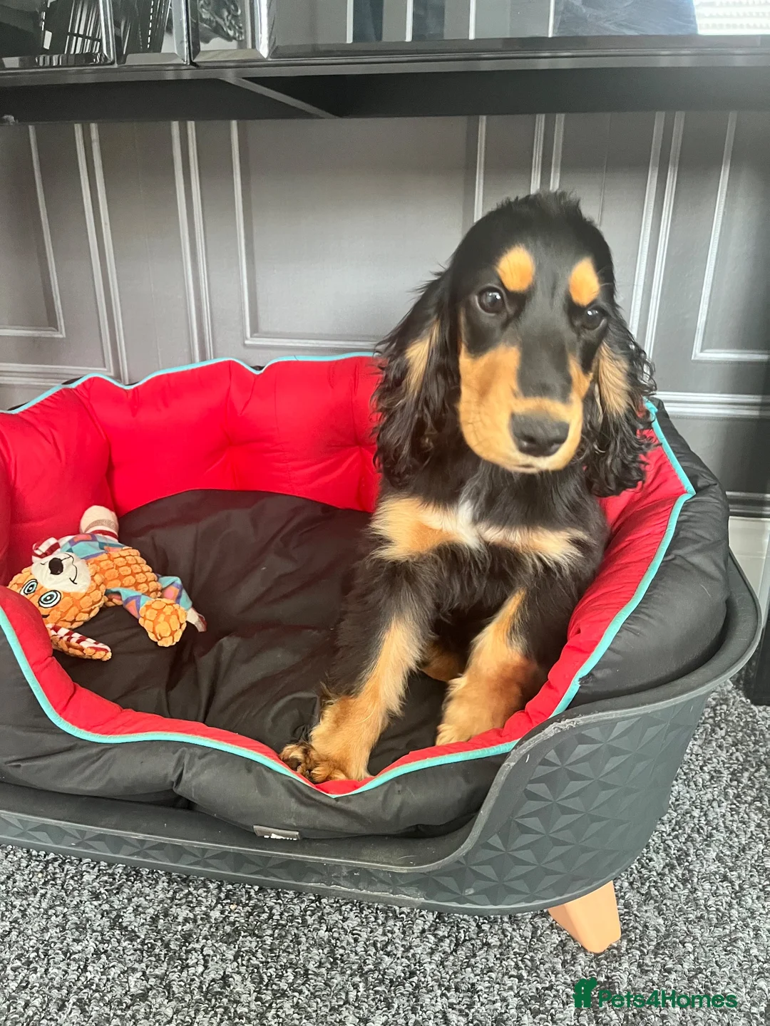 Cocker Spaniel dogs for sale: Show cocker spaniels fully vaccinated  - Advert 2