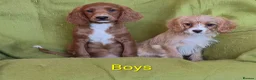Cavapoo dogs for sale: Beautiful Cavapoo Puppies  - Advert 3