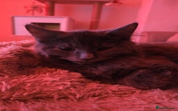 Mixed Breed cats for sale: Mixed black female kittens  - Image 17