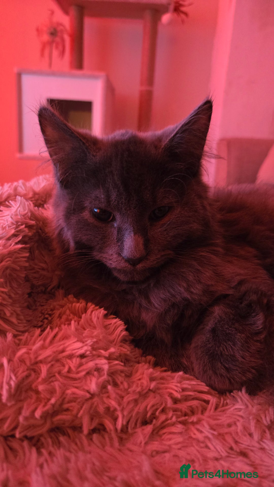 Mixed Breed cats for sale: Mixed black female kittens  - Image 17