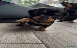 Miniature Dachshund dogs for sale: Beautiful Pedigree Miniature Dachshund Puppies - Image 21