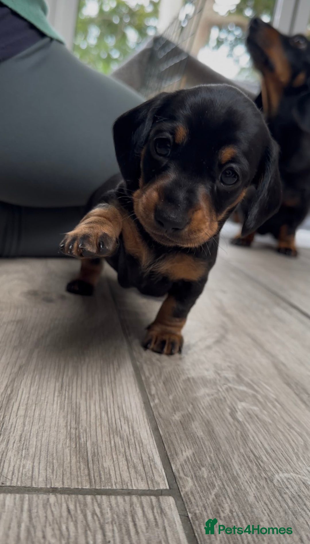 Miniature Dachshund dogs for sale: Beautiful Pedigree Miniature Dachshund Puppies - Image 21