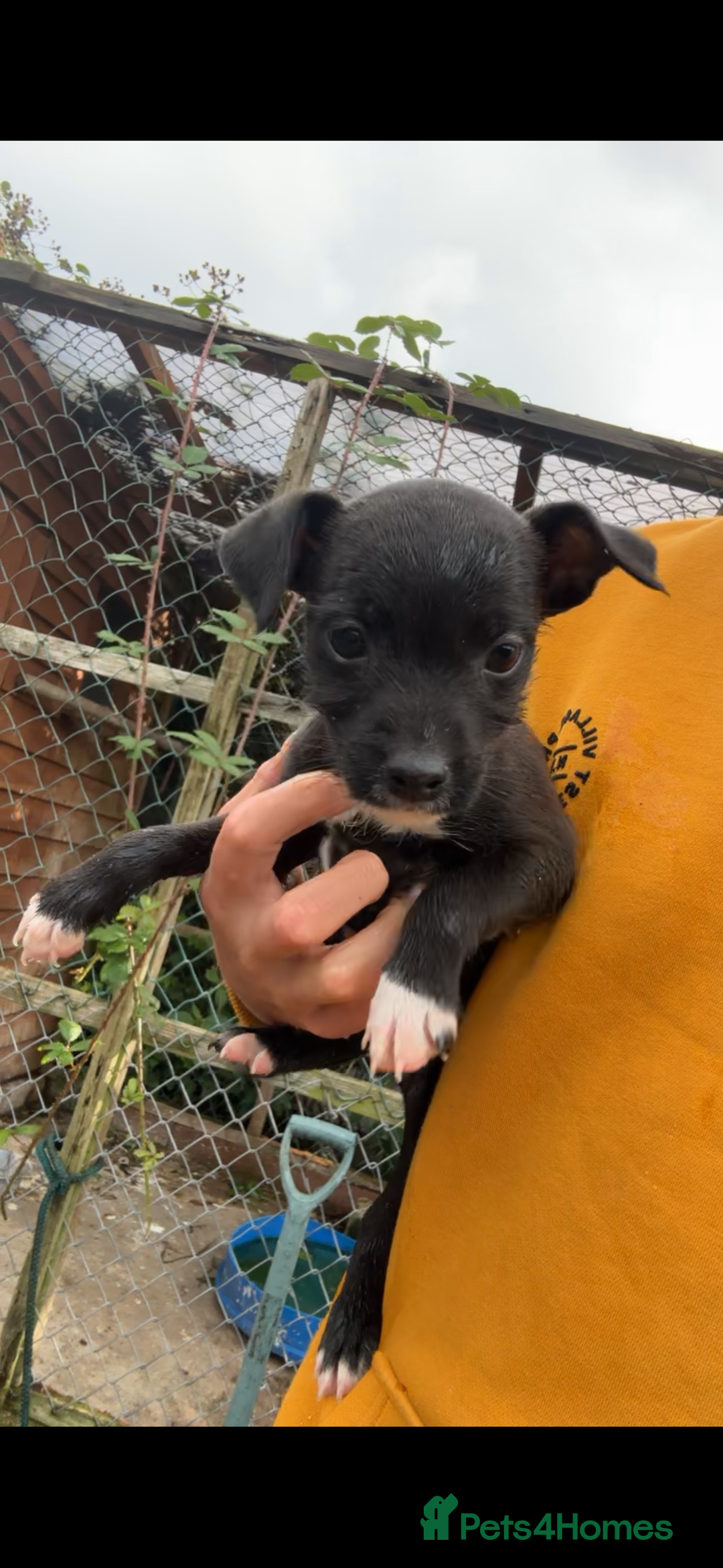 Patterdale Terrier dogs for sale: Patterdale puppy for sale  - Image 1
