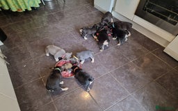 French Bulldog dogs for sale: *LAST2* Fluffy french bulldog puppies - Image 15