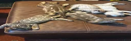 Bengal cats for sale: 🐾 Stunning TICA Registered Bengal Kittens 🐾 - Advert 6