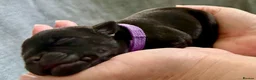 Staffordshire Bull Terrier dogs for sale: KC Black Staffordshire Bull Terrier  - Advert 4