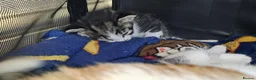 Mixed Breed cats for sale: 5 Beautiful kittens - Advert 5