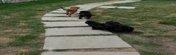 Cavapoo dogs for sale: Beautiful fluffy cavapoos - Advert 15