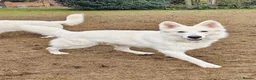 White Swiss Shepherd dogs for sale: A stunning big KC Reg White Swiss Shepherd 4 sale - Advert 6