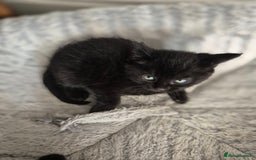 Bombay cats for sale: Gorgeous kittens 🐈‍⬛ - Image 5