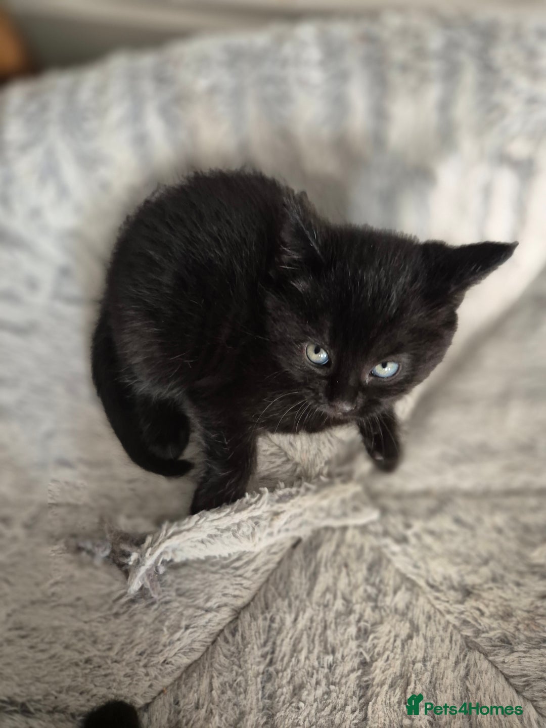 Bombay cats for sale: Gorgeous kittens 🐈‍⬛ - Image 5