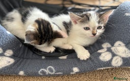 Mixed Breed cats for sale: Beautiful kittens ready for 5/11/28 - Image 24